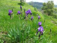 Belle fioriture prima di Caprile