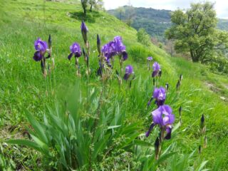 Belle fioriture prima di Caprile