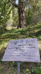 il bellissimo bosco di larici secolari che merita una passeggiata
