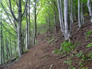 Rientro nel bosco 