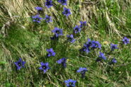 fioritura di genzianelle
