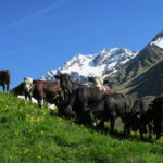 mandria con vista sul Velan