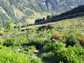 Alpe Fornale di mezzo