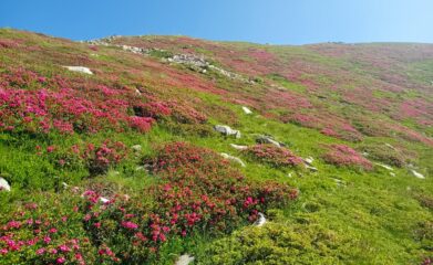rododendri in fiore sul versante  est della Cima Ferlette
