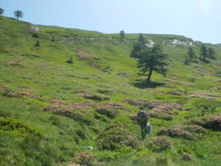 bella fioritura di rododendri