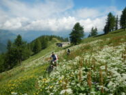 dalla Colletta Sellar inizia il sentiero....che c'è ma non si vede.... sommerso dalla vegetazione
