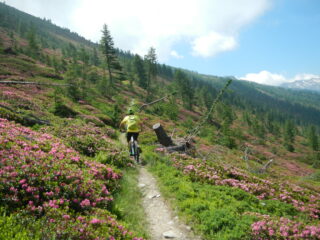 si sale tra rododendri in fiore