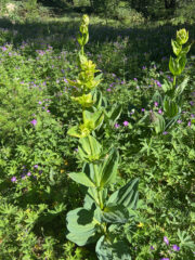 Captured with VisionCamera by mrousavy