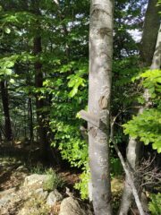 Cartello mimetizzato poco prima dell'alpe Mea, sulla destra della strada