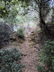 primo tratto del sentiero fra i terrazzamenti a ulivo