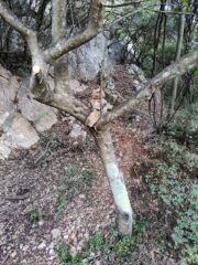 un ometto... sull'albero