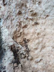 I fossili nella roccia: fare attenzione!!!