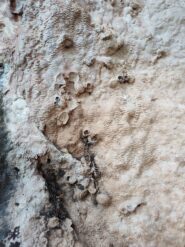 I fossili nella roccia: fare attenzione!!!