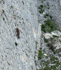 giovane stambecco in libera sulla diga di Cingino