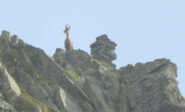 Camoscio in vetta