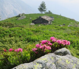 Alpe d'la Trent