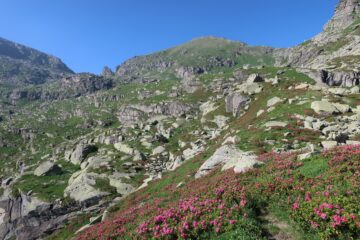 Giardino a dx, Giardonera a sx