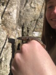 Incontri ravvicinati con i rettili