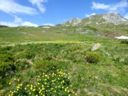 Spettacolare fioritura. In alto a dx la Raye du Sodzé.