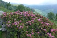 I rododendri  non mancano