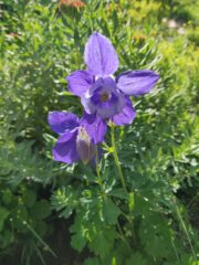 Aquilegia