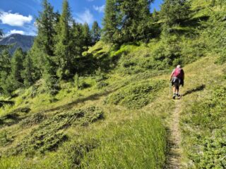 fuori dal bosco