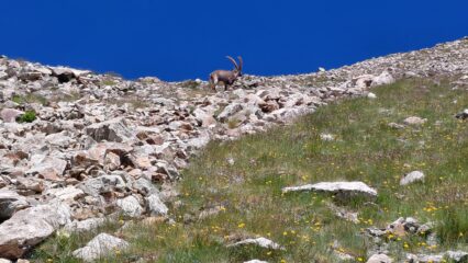 salendo verso la cresta