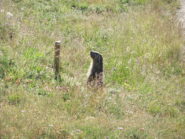Marmotta sul sentiero