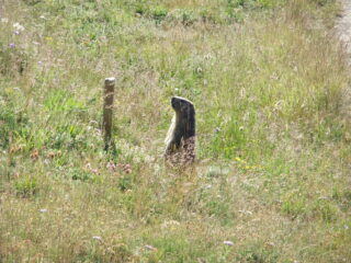 Marmotta sul sentiero