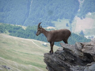 Stambecco