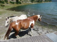 Cavalli sul lago