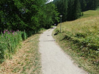 Si entra nel bosco...