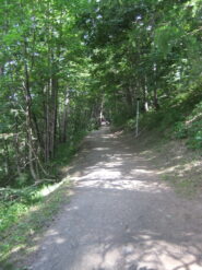 Nel bosco ombreggiato...