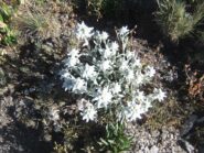 Stelle alpine