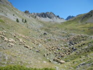 uno spettacolare gregge di pecore in movimento....