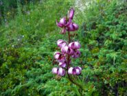 Meraviglie sul sentiero