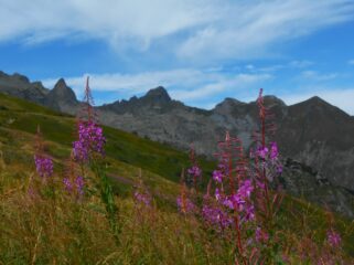 Monte del Frisson tra fiori di Epilobium