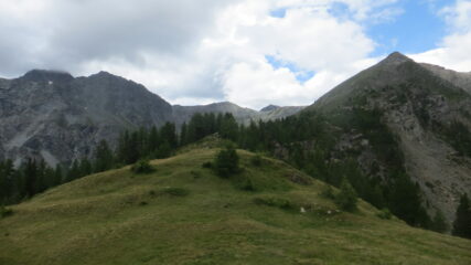 Testa Cordella