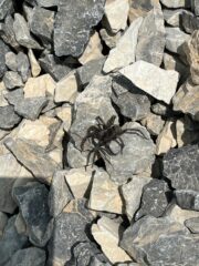 il ragno dell'oronaye