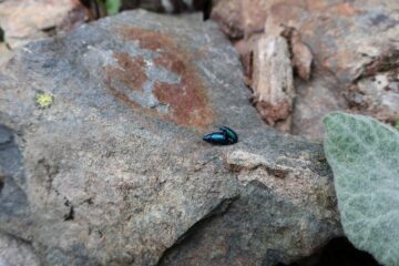 Hard love on hard rock