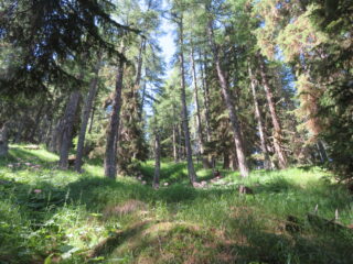 Salita (quasi tutta in ombra) nel bel bosco