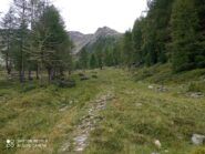 100m D+ di salita nel breve pascolo Lavez