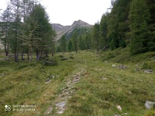 100m D+ di salita nel breve pascolo Lavez