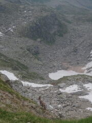 Eccolo! Proprio lui! Apparso mentre scendevamo