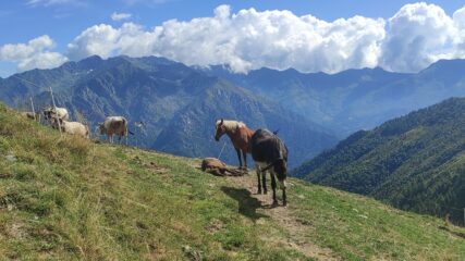 Poco prima dell'alpe Ciavanis