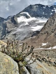 ...laggiù la nord della Ciamarella.