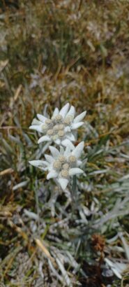 Stelle alpine nei pressi del rifugio Grauson