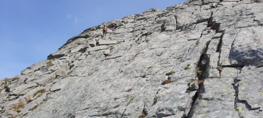 placche non protette