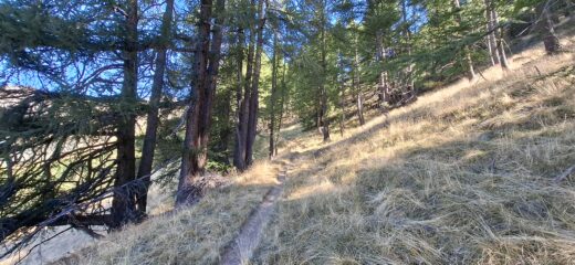 Prima parte in un fresco bosco 