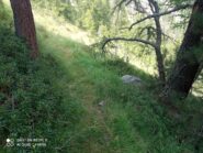 nel bosco traccia stretta e inerbita